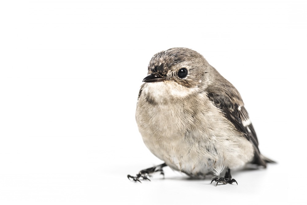Baby Bird