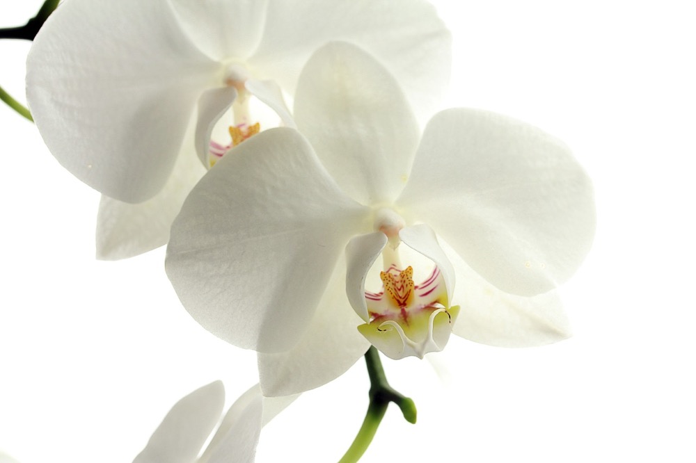 Wild Orchids